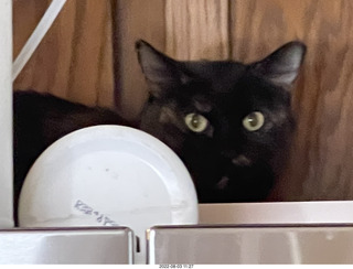 Halo Cat Rescue paperwork for my cat Miss Pris