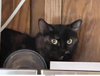 my cat Miss Pris atop the 'fridge