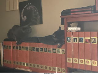 Halo Cat Rescue paperwork for my cat Miss Pris