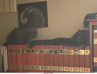 my cat Miss Pris at the feeder