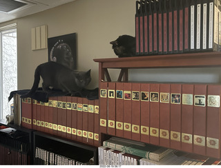 my cat Miss Pris at the feeder