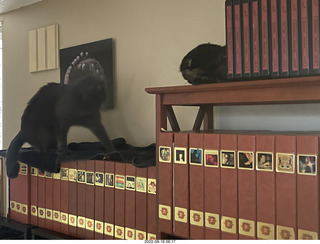 my cats Devin and Miss Pris atop my tapes