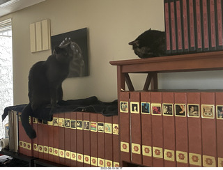 home construction done - my cat Devin and his usual bed toys