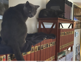 house construction done - cat Devin on new bed