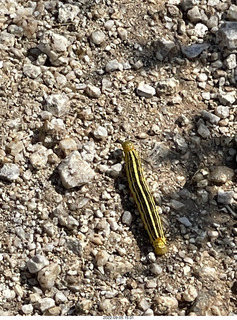 the sink spigot faucet I like in my master bathroom
