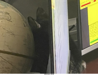 my cats Devin and Miss Pris atop my tapes