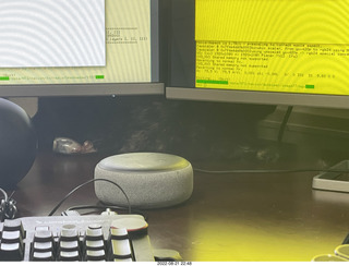 my cat Miss Pris hiding behind my computer monitors