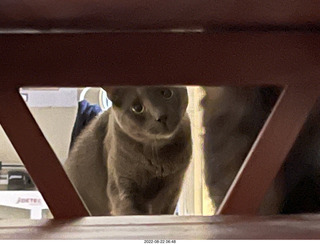 oh shit, the Miss Pris cat right knocked over my bowl of stuff