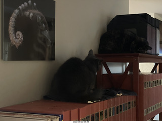 my computer room from outside with my cat Miss Pris