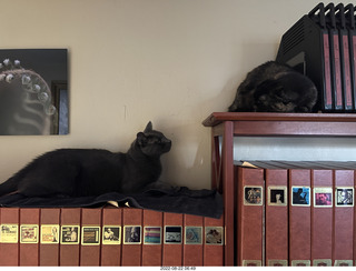 my tapes shelf with my cats Miss Pris and Jane