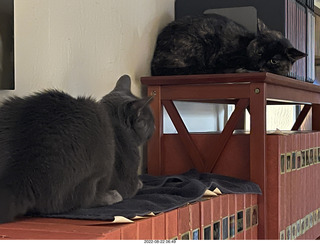 my cat Miss Pris hiding behind my computer monitors