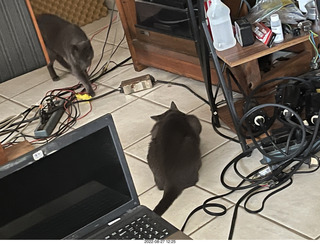 wide angle - my hifi room with my cats Devin and Jane