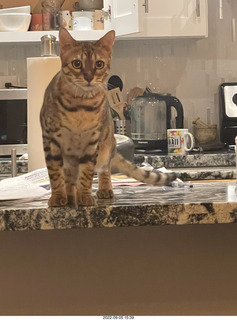 cat Pickle - she's growing up beautiful