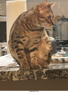 cats Potato and Pickle