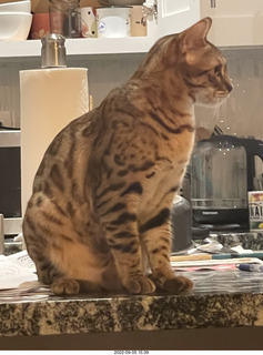 cats Potato and Pickle