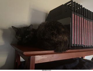 my tapes shelf with my cat Miss Pris