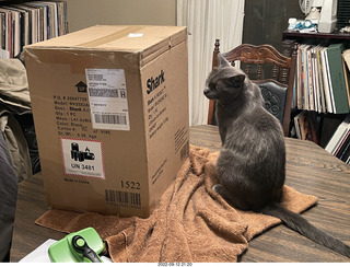 Shark box and my cat Jane