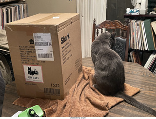 Shark box and my cat Jane