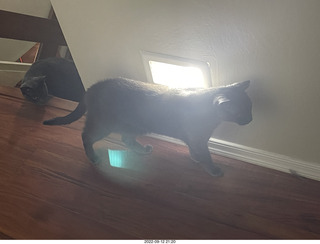 my cats Devin and Miss Pris atop my tapes