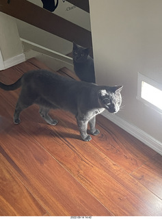 my cats Devin and Miss Pris atop my tapes