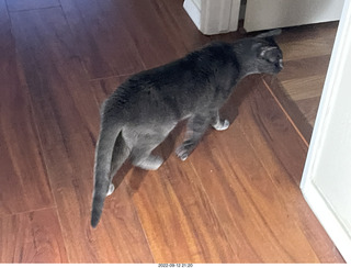 wide angle - my hifi room with my cats Devin and Jane