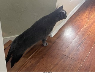 my tapes shelf with my cats Miss Pris and Jane
