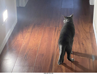 my tapes shelf with my cats Miss Pris and Jane
