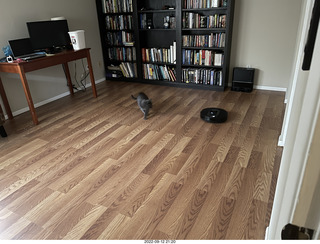 my cat Jane and robot vacuum Sharknado