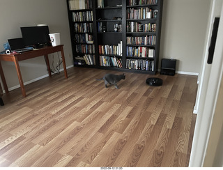 my tapes shelf with my cats Miss Pris and Jane