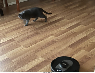 Shark AI Robot in box and my cat Devin