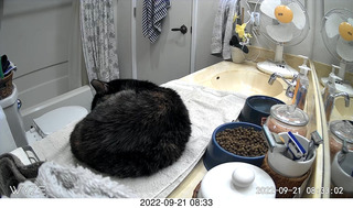 my tapes shelf with my cats Miss Pris and Jane