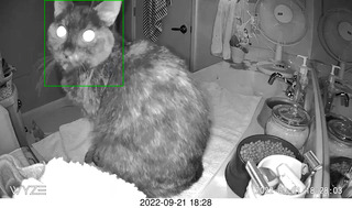 my tapes shelf with my cats Miss Pris and Jane