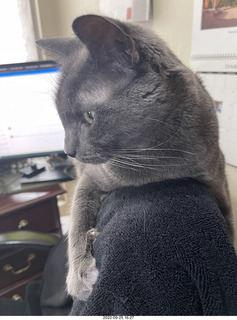 cat Potato hiding under chair at Cat Camp