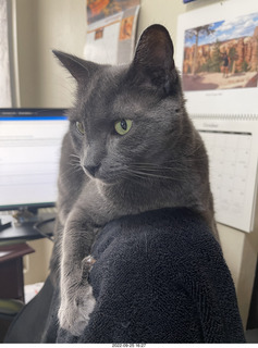 Shark box and my cat Jane