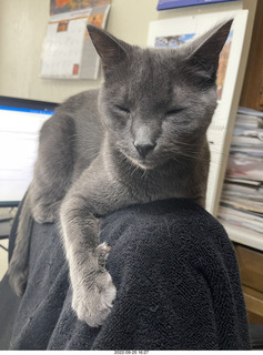 Shark box and my cat Jane