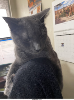my cat Jane atop my chair