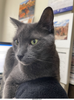 my cat Jane atop my chair