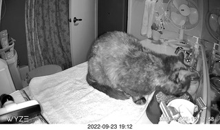 my cat Miss Pris in my dark bathroom