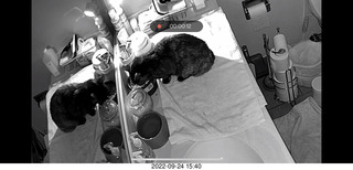 my cat Miss Pris in my dark bathroom