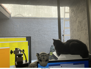 Shark AI Robot in box and my cat Devin