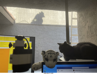 my cat Devin on the printer with roofer Misha's shadow