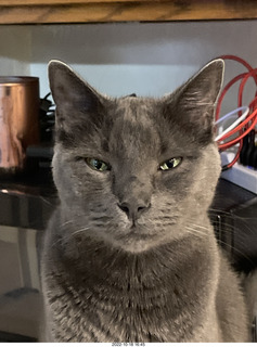 my cat Devin with beady eyes