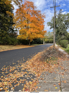 Philadelphia - Elkins Park - foliage