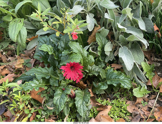 Philadelphia - Elkins Park - flowers