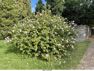 Philadelphia - Elkins Park - my sister's flower tree