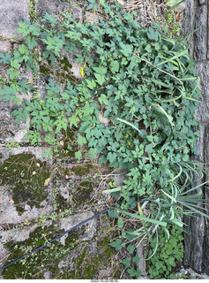 Philadelphia - Elkins Park - foliage