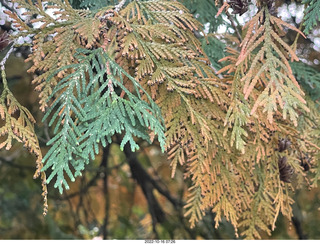 Philadelphia - Elkins Park - tree evergreen or deciduous