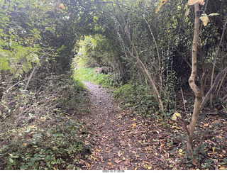 Philadelphia - Elkins Park - squirrel