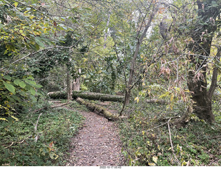 Philadelphia - Elkins Park - tree evergreen or deciduous