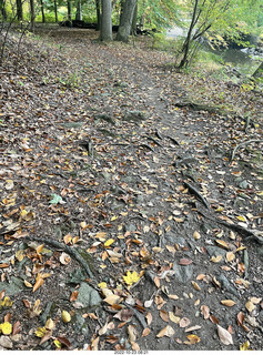 Philadelphia - Melrose Park - Tookany Creek Parkway - lots of tree roots